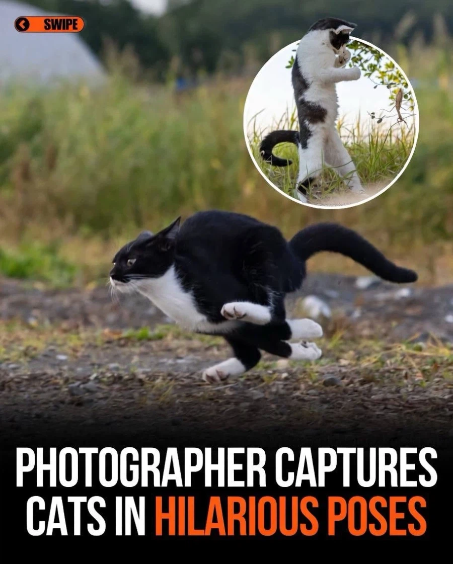 웃긴 포즈 순간의 고양이들..._1.webp