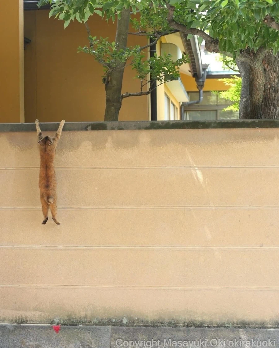 웃긴 포즈 순간의 고양이들..._2.webp