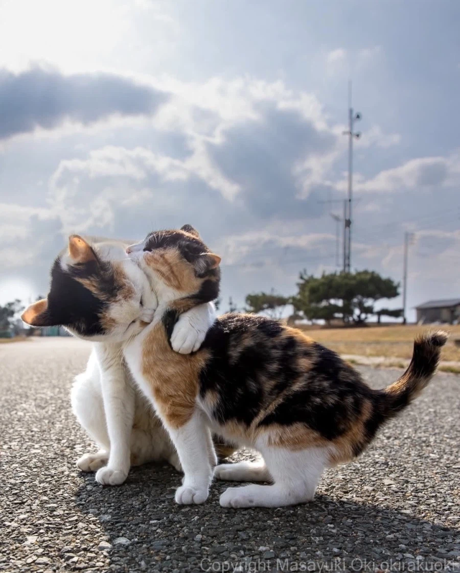 웃긴 포즈 순간의 고양이들..._3.webp