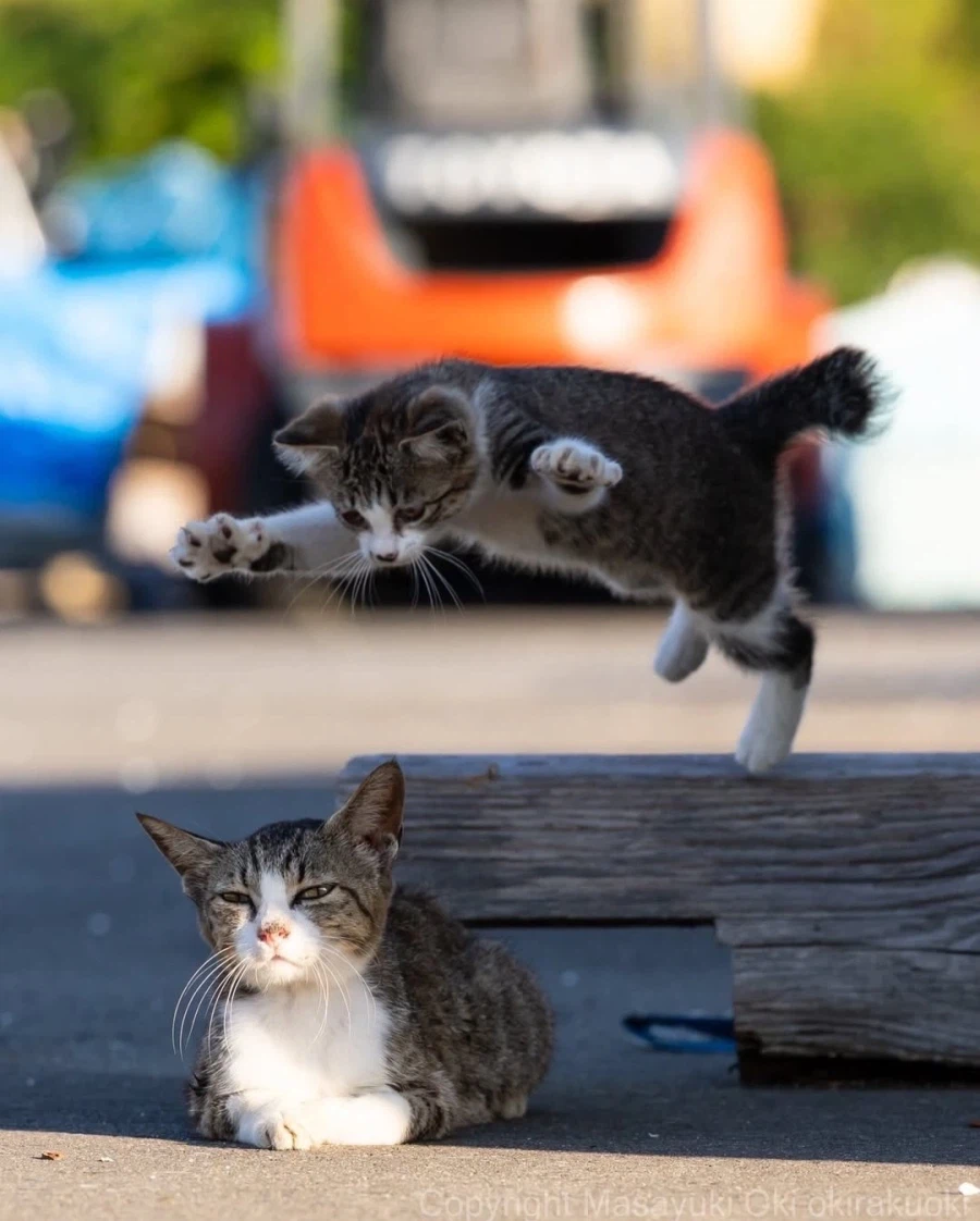 웃긴 포즈 순간의 고양이들..._4.webp