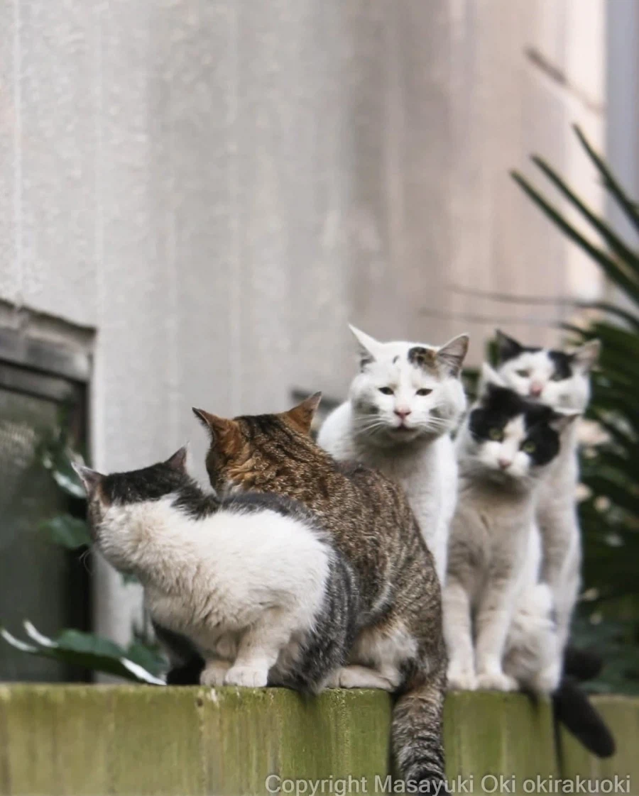 웃긴 포즈 순간의 고양이들..._5.webp