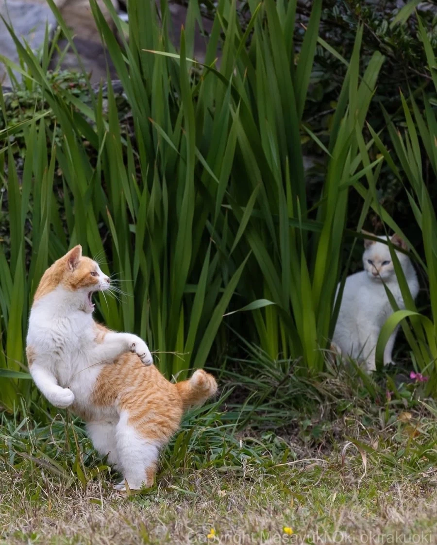 웃긴 포즈 순간의 고양이들..._6.webp