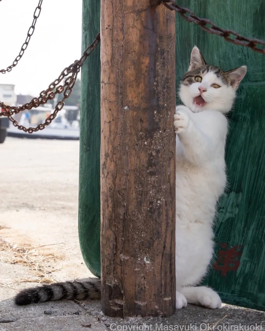 웃긴 포즈 순간의 고양이들..._7.webp