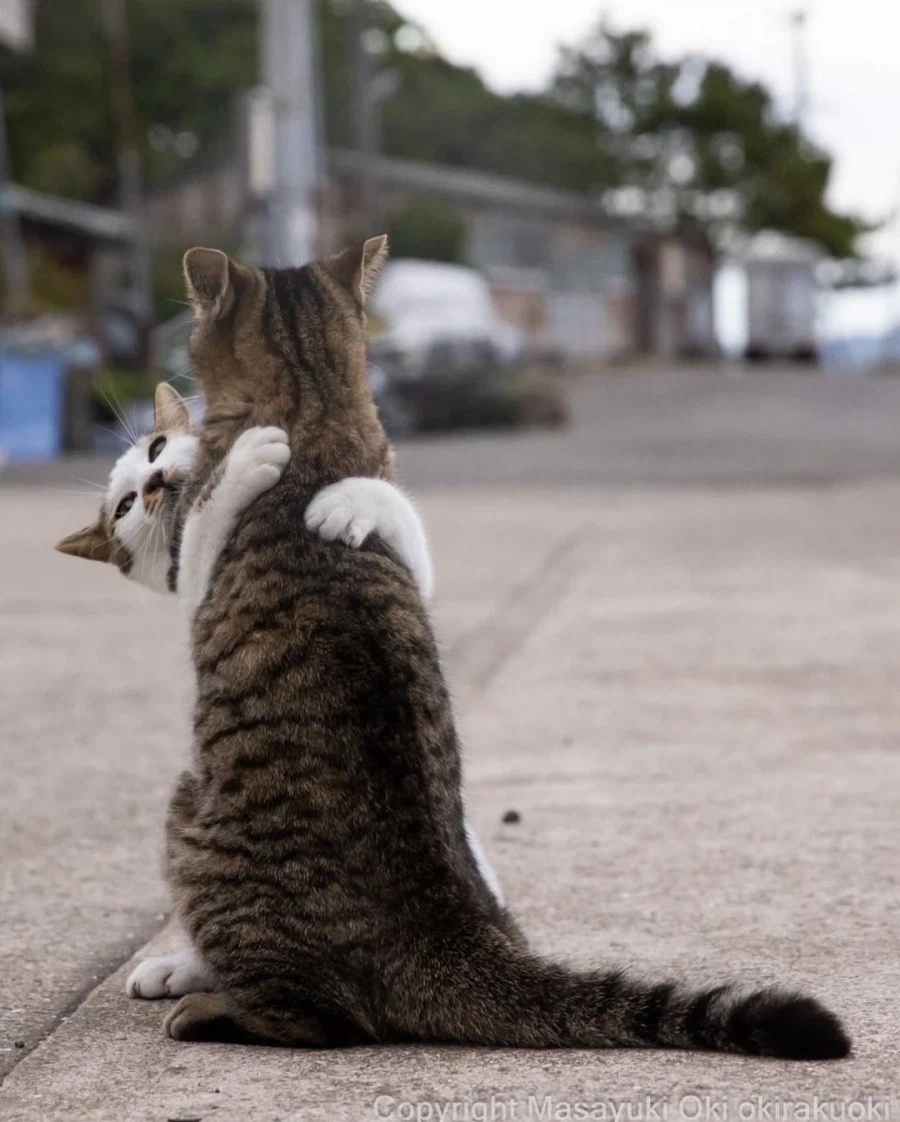 웃긴 포즈 순간의 고양이들..._8.webp