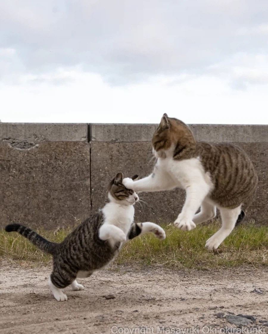 웃긴 포즈 순간의 고양이들..._10.webp