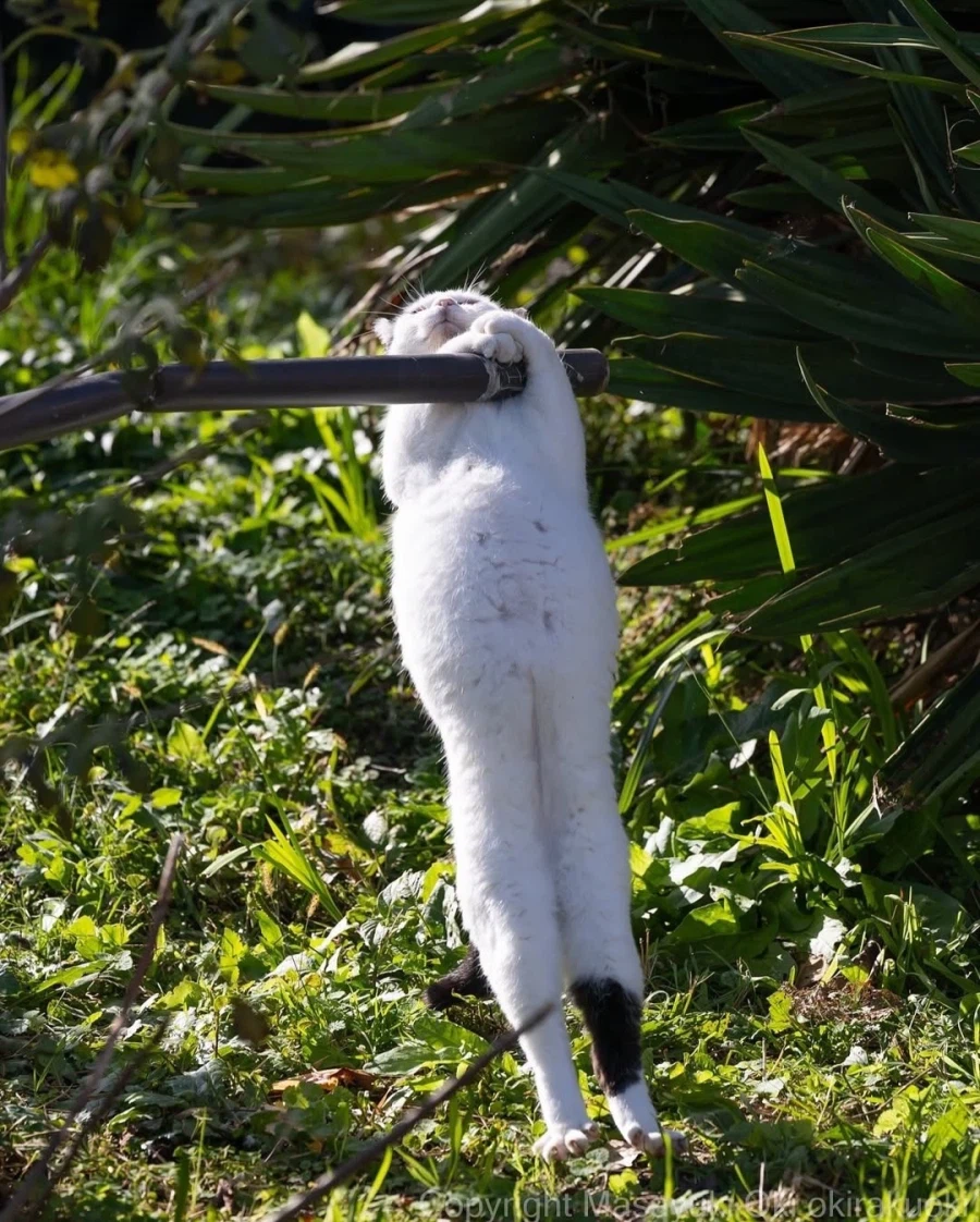 웃긴 포즈 순간의 고양이들..._11.webp