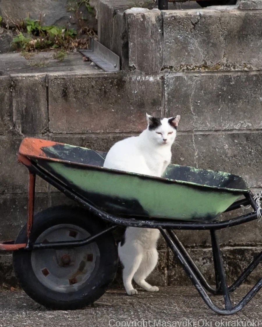 웃긴 포즈 순간의 고양이들..._12.webp