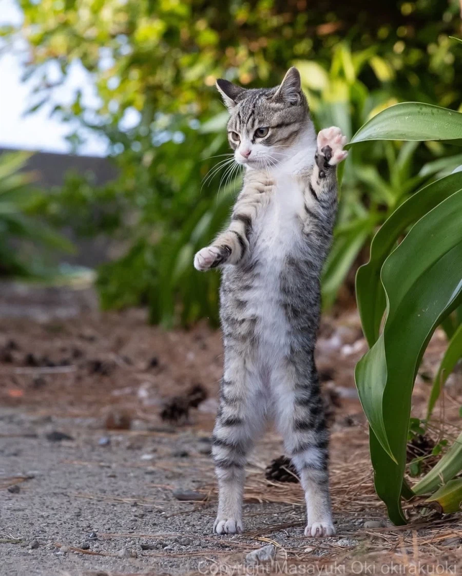 웃긴 포즈 순간의 고양이들..._13.webp