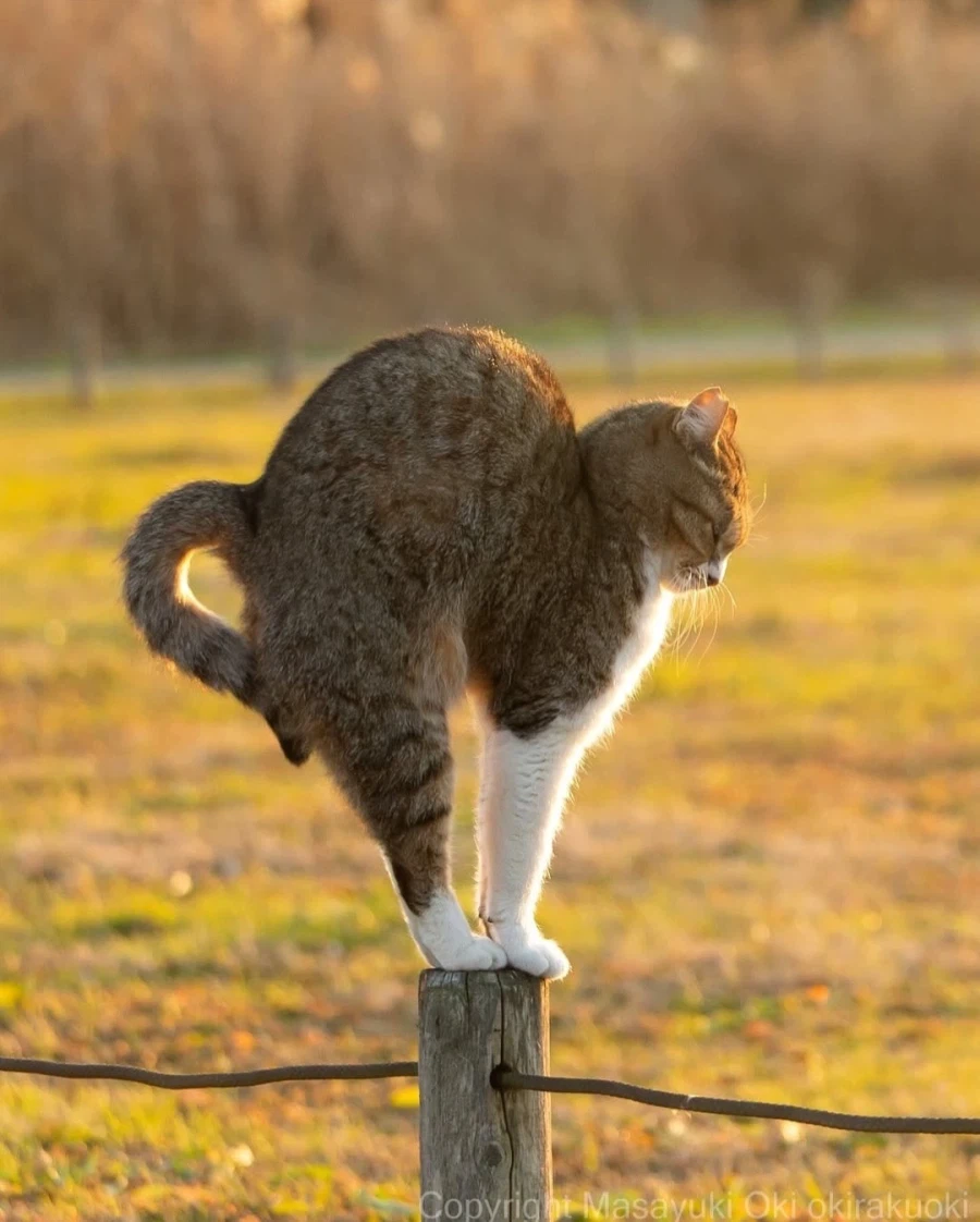 웃긴 포즈 순간의 고양이들..._16.webp