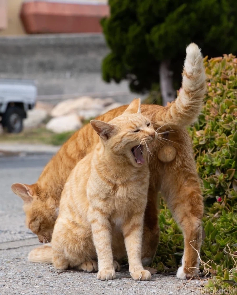 웃긴 포즈 순간의 고양이들..._17.webp