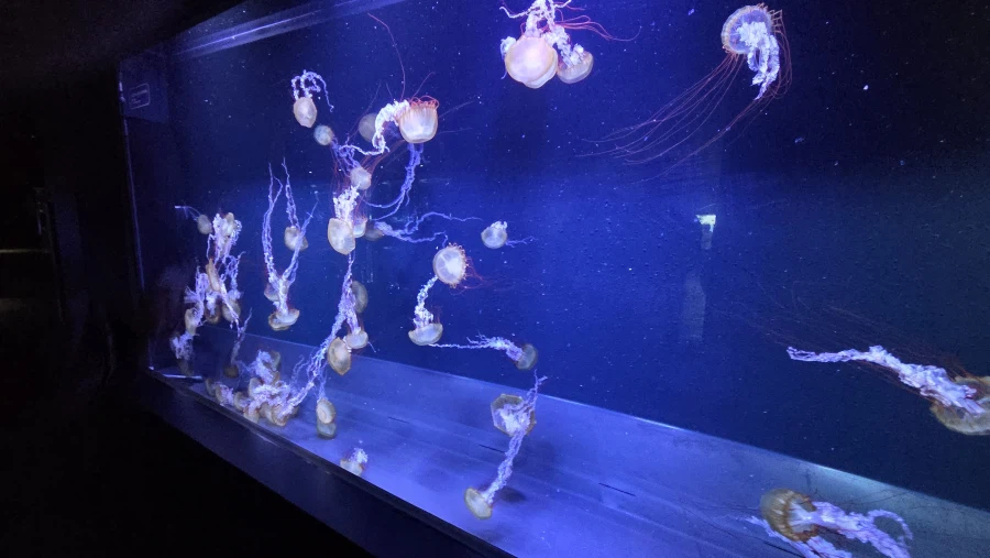 렌탈여친 여주 이미지 개선안_1.webp