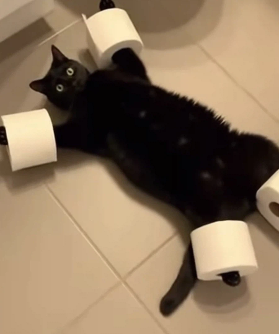 두루마리 화장지로 떼걸룩을 구속하는 방법_1.webp