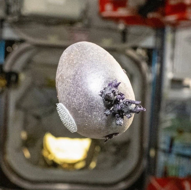 국제우주정거장에서 자라나는 괴생명체_1.webp