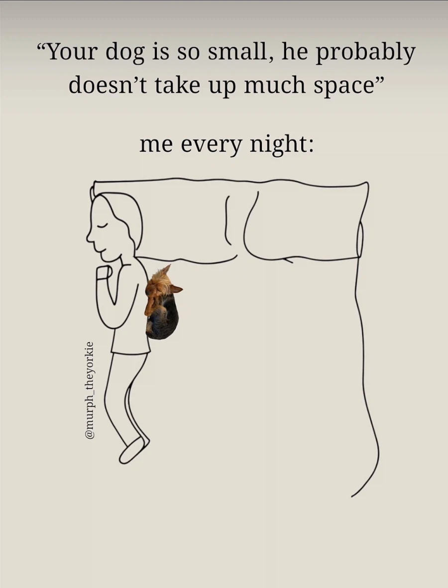 강아지 키우면 공감가는 짤_1.webp