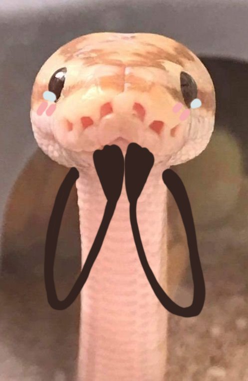뱀 사진에 낙서_5.jpg