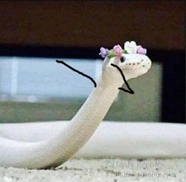 뱀 사진에 낙서_8.jpg