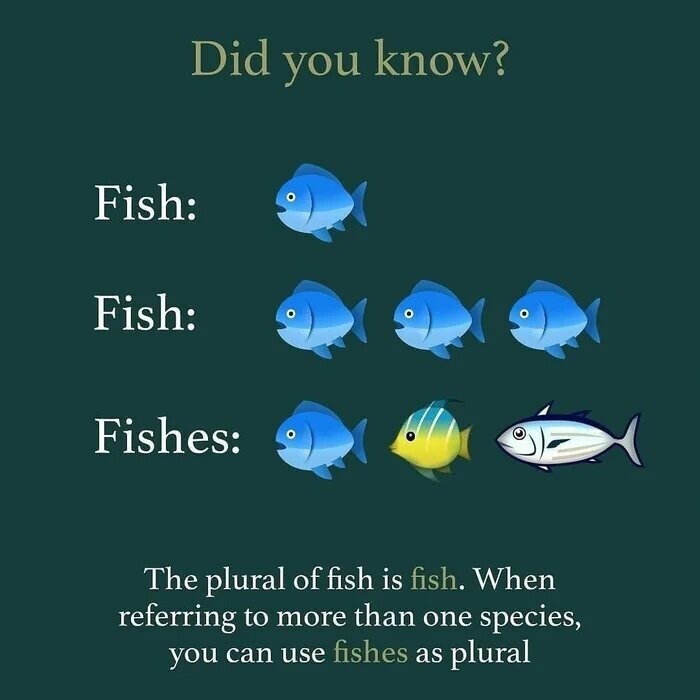 Fish와 Fishes의 차이_1.jpg