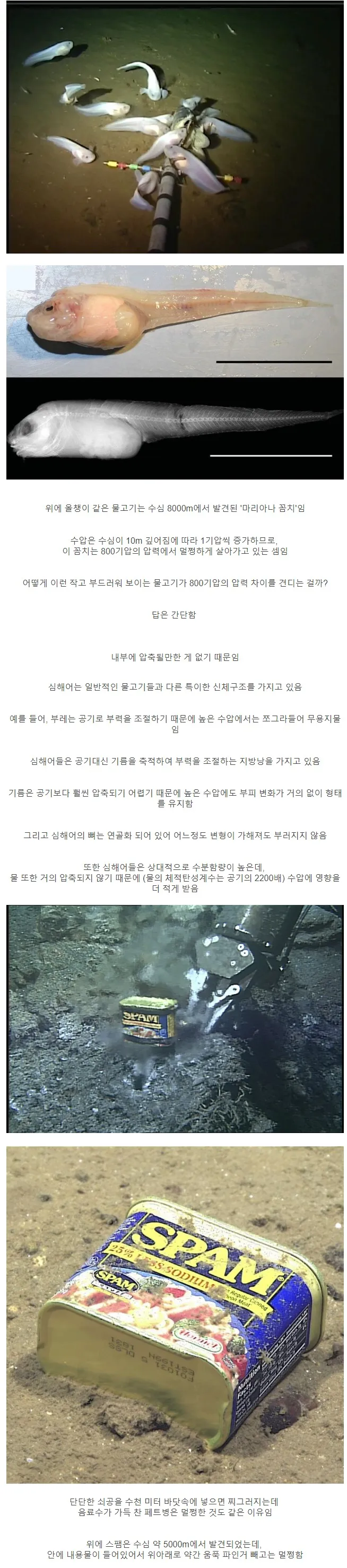 심해어가 수압을 견딜수 있는 이유.webp_1.webp