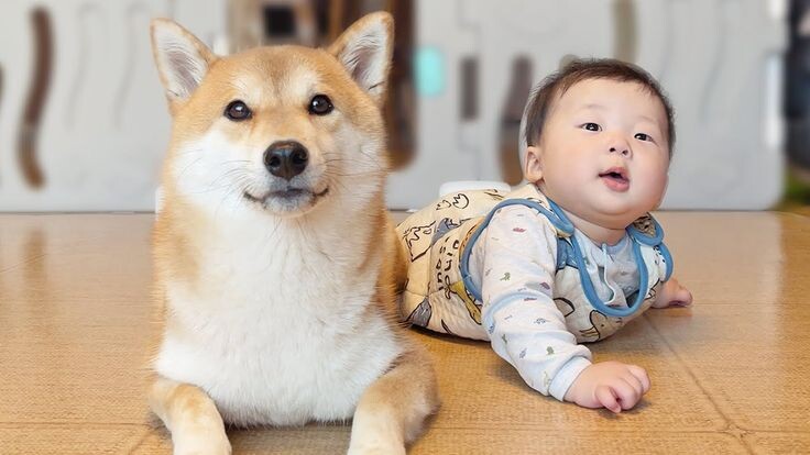 귀여운 강아지아기 짤들.jpg_5.jpg