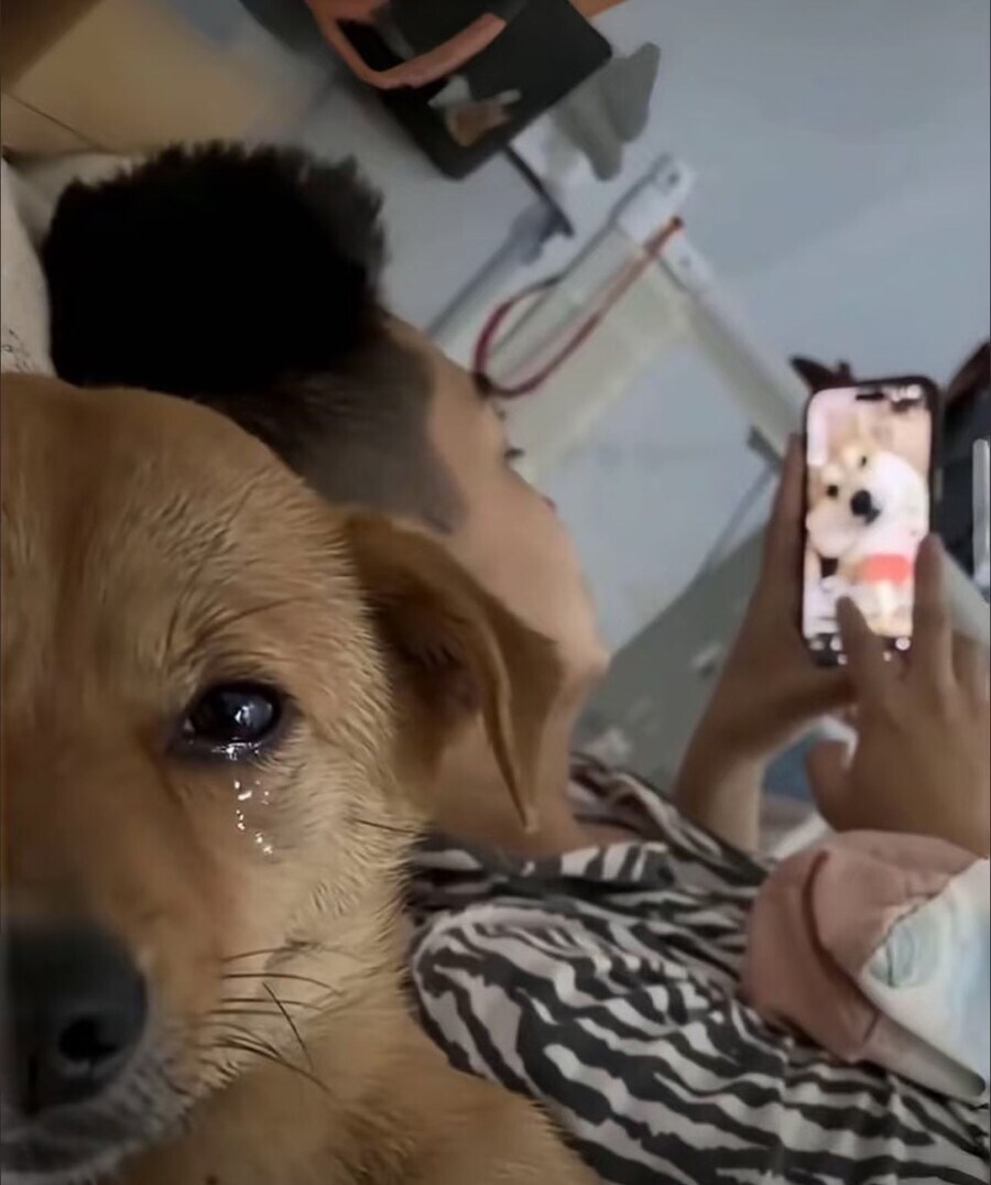 쮸인님이 먼저 바람 피웠잖아!_1.jpg
