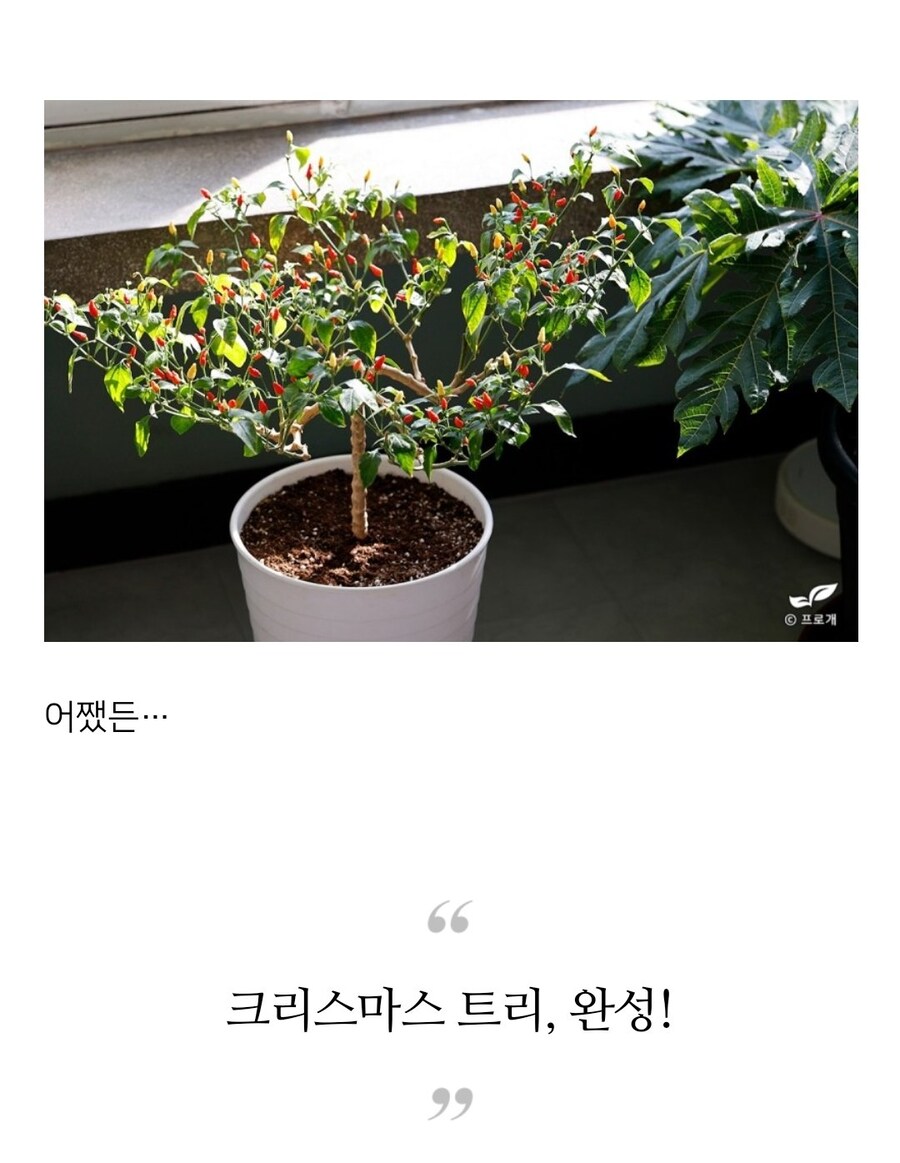 검역기관 머리 아프게 만든 블로그글_9.jpg