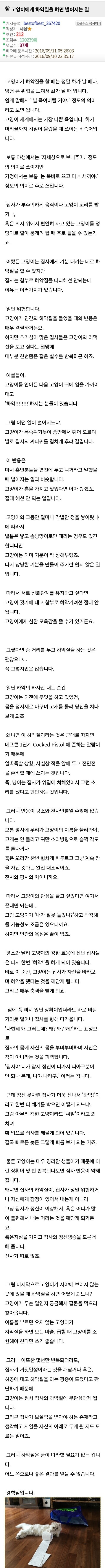 고양이에게 하악질 해본 후기.jpg_2.jpg