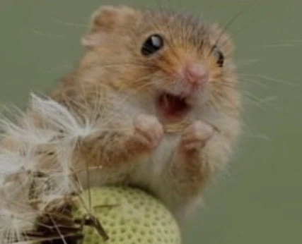 창작자라면 해선 안되는 행동.humor_4.webp