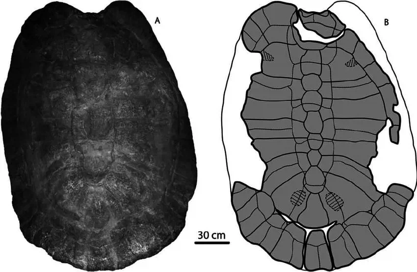 1300만 년 전 살았던 고대 거북이.jpg_2.webp