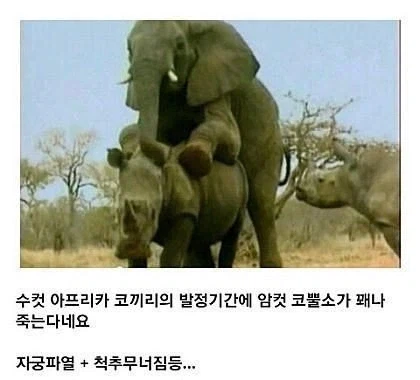 인터넷에 떠도는 동물 짤의 진실_1.webp