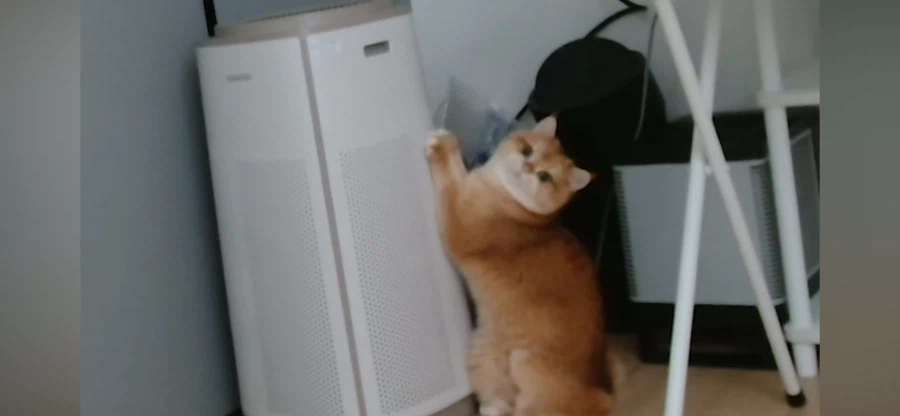 우정잉네 고양이 꾸꾸 보니까_2.webp