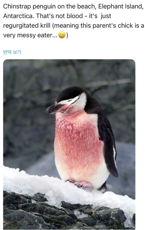 육아가 고단한 펭귄_1.webp