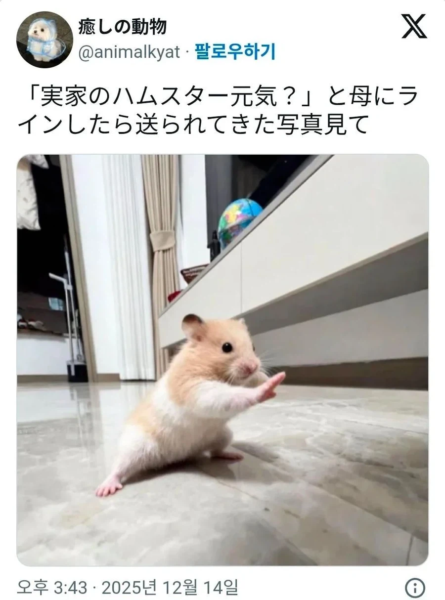 엄마한테 햄스터는 잘 지내냐고 물어보니까 보내준 사진_1.webp