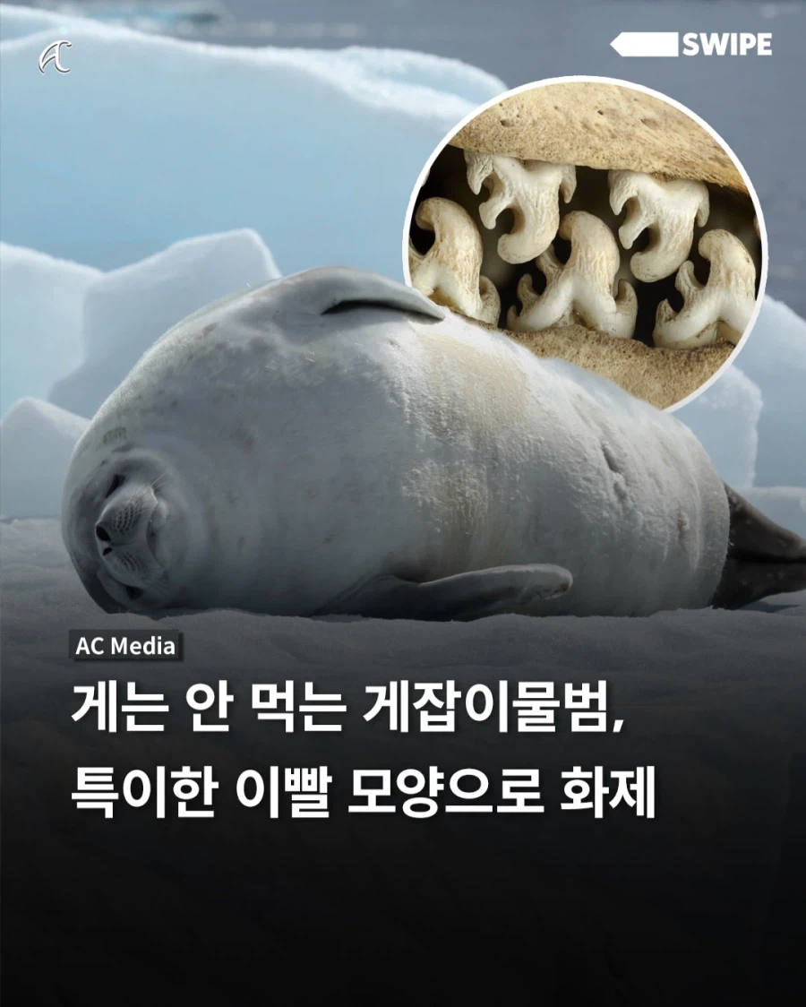 게는 안잡아 먹는 게잡이 물범의 특이한 이빨..._1.webp