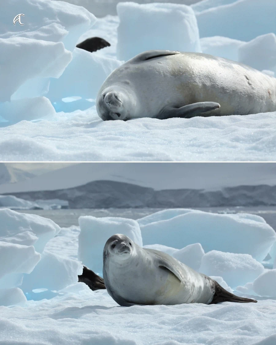 게는 안잡아 먹는 게잡이 물범의 특이한 이빨..._2.webp