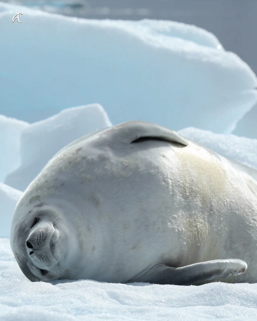 게는 안잡아 먹는 게잡이 물범의 특이한 이빨..._5.webp