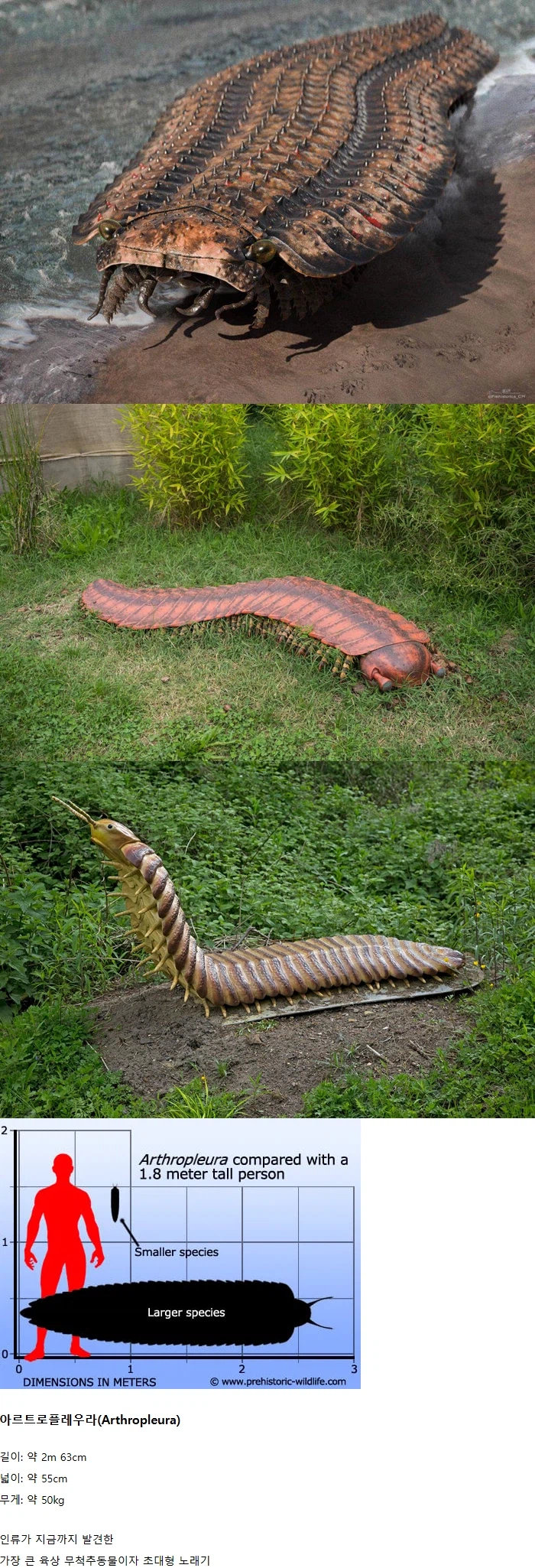 인류가 지금까지 발견한 가장 큰 육상 무척추동물_1.webp