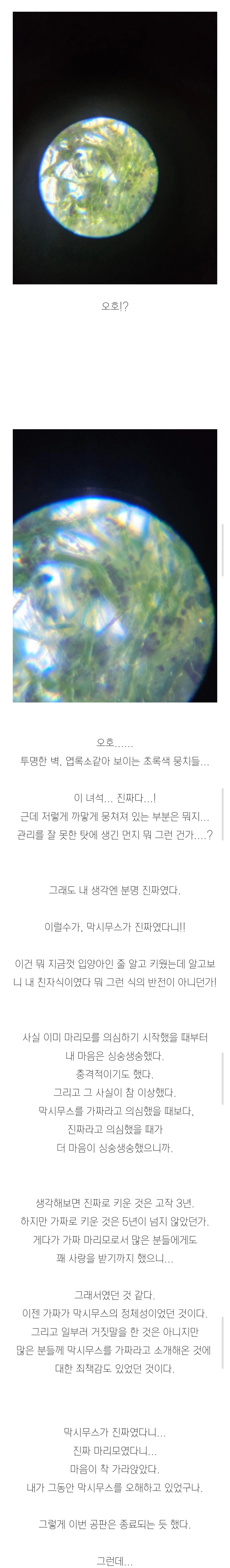 (스압)3년간 키운 마리모의 충격적인 반전의 반전.jpg_10.webp