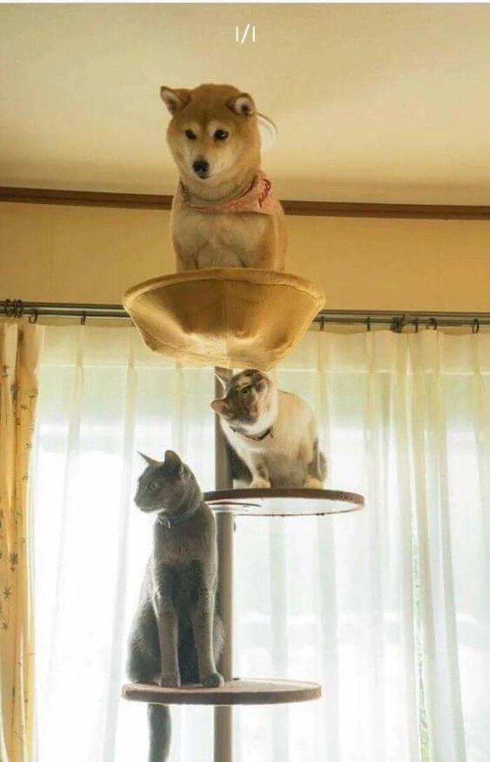 고양이들과 같이 자란 강아지.jpg_1.webp