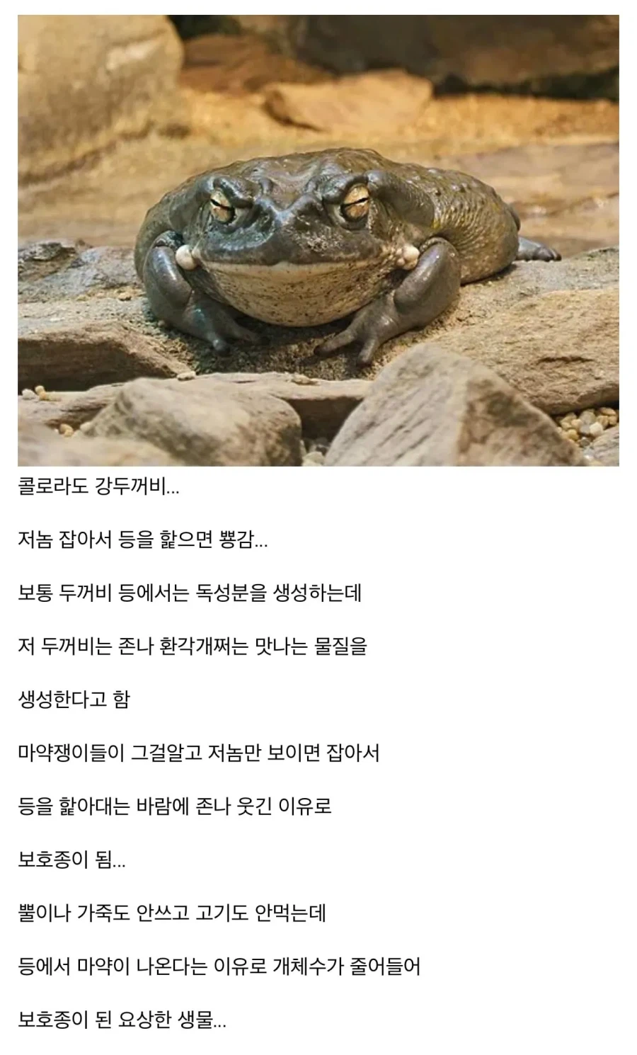 ㅁㅇ쟁이들이 좋아한다는 동물_1.webp