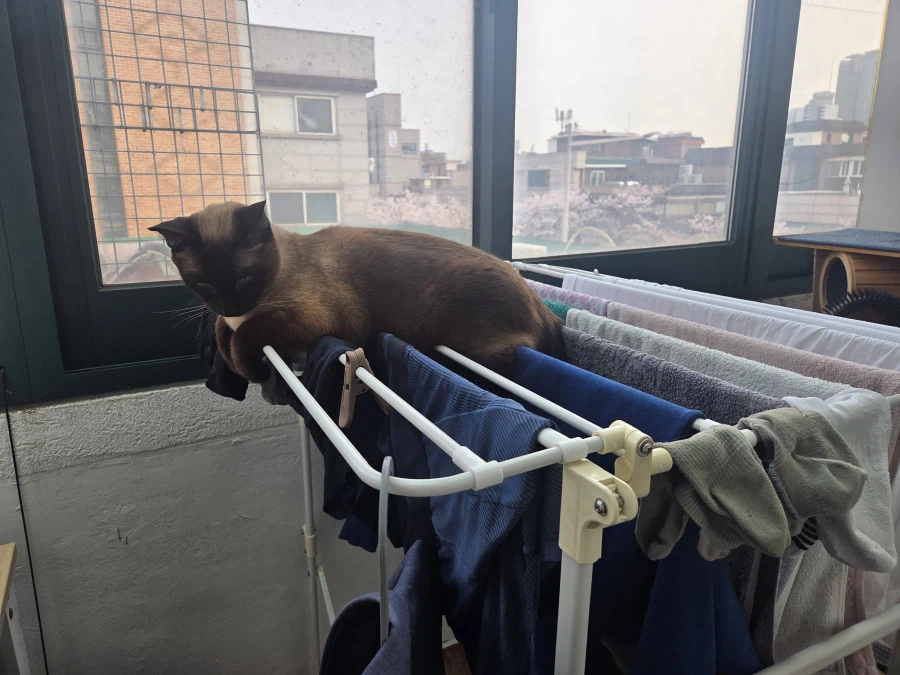 빨래가 매우 마음에 든 고양이..._2.webp