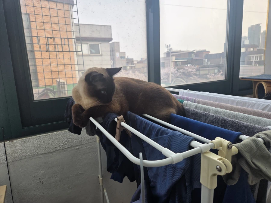 빨래가 매우 마음에 든 고양이..._3.webp