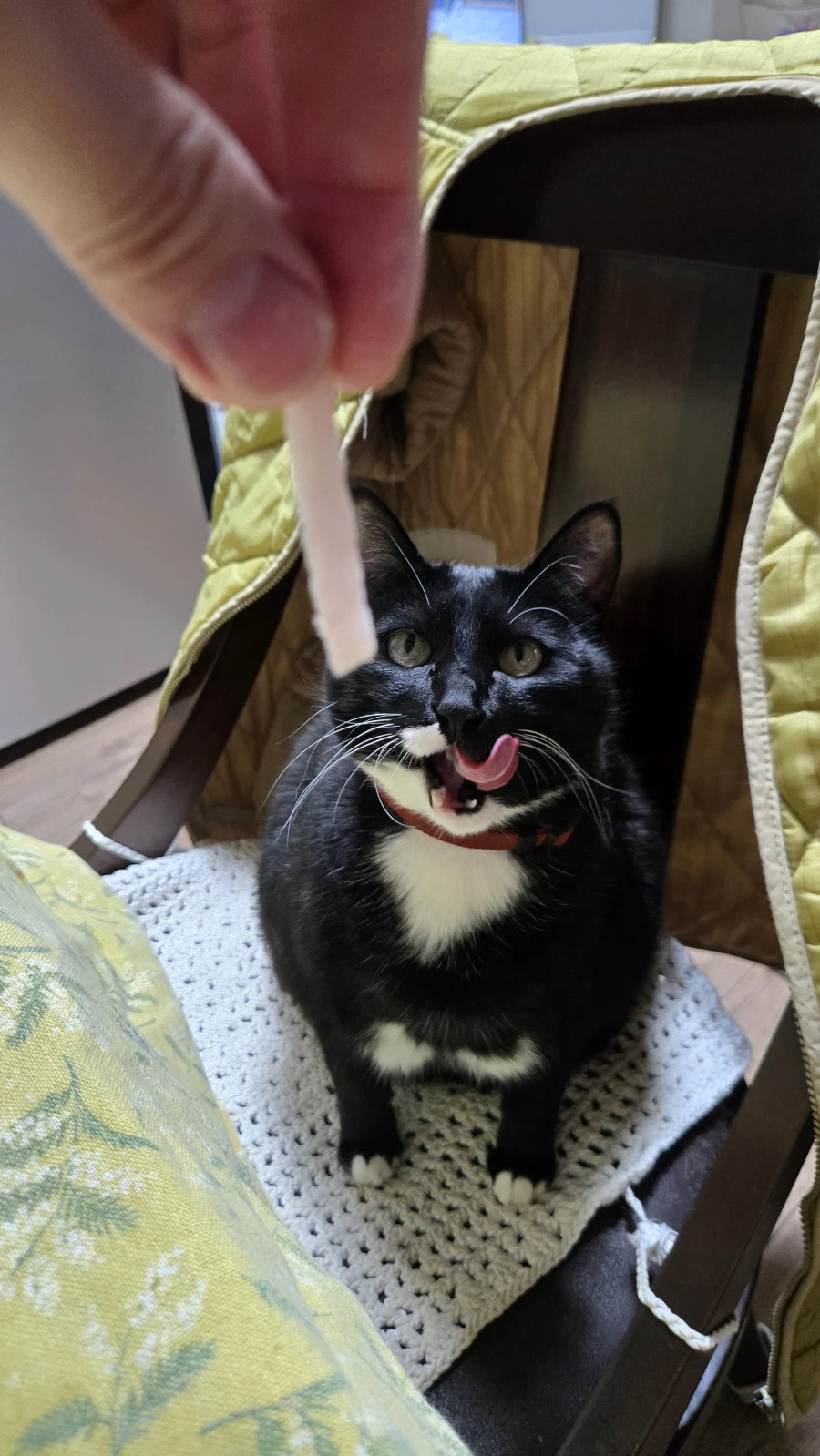 우리집 늘씬한 강아지_1.webp