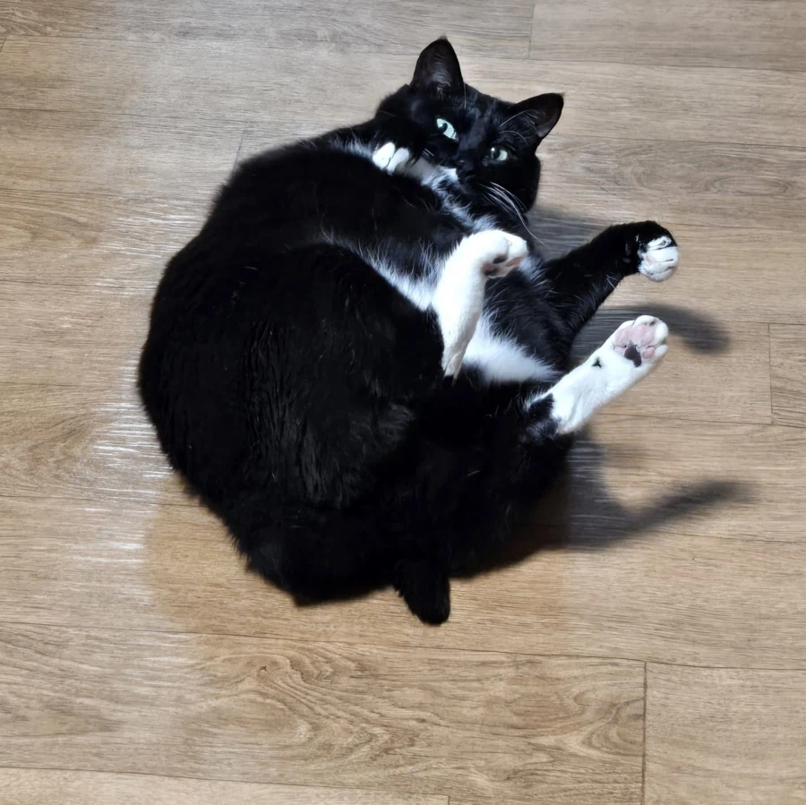 우리집 늘씬한 강아지_2.webp