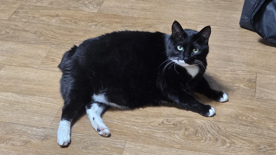 우리집 늘씬한 강아지_3.webp