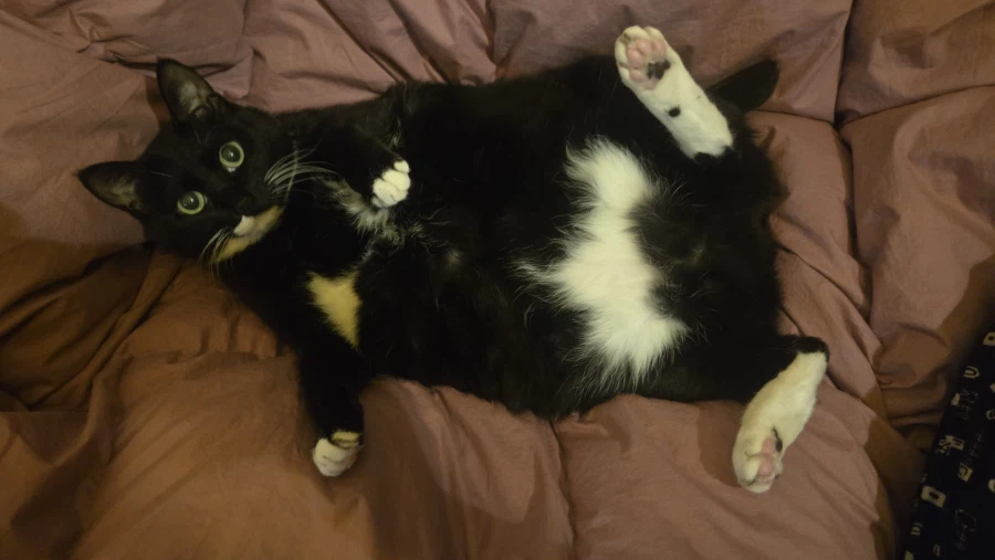 우리집 늘씬한 강아지_5.webp