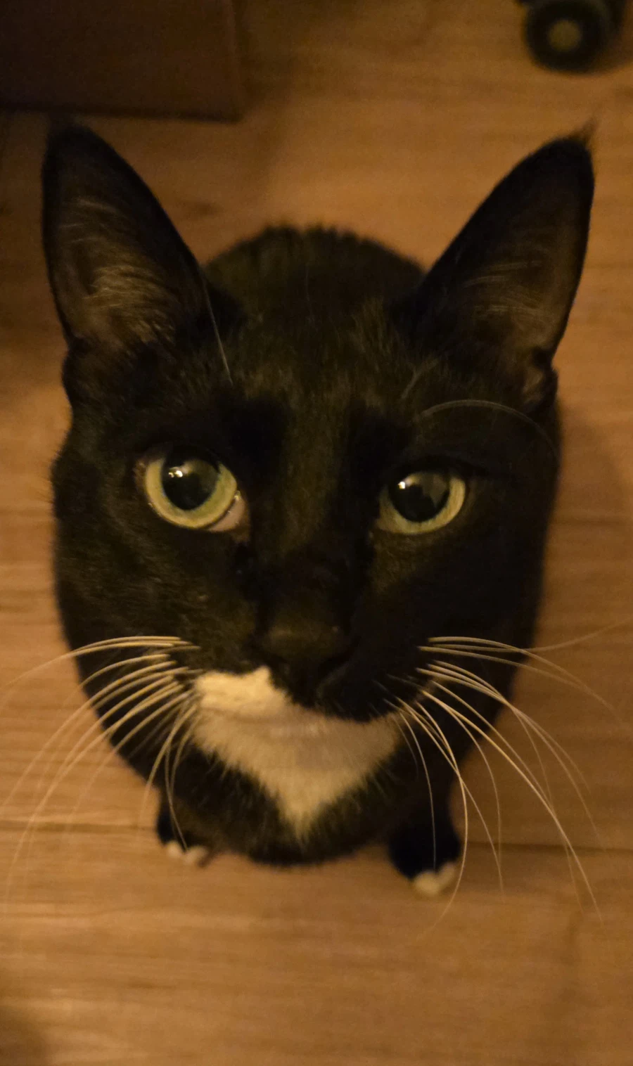 우리집 늘씬한 강아지_6.webp