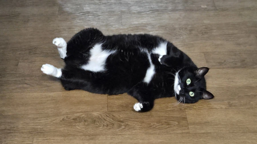 우리집 늘씬한 강아지_7.webp