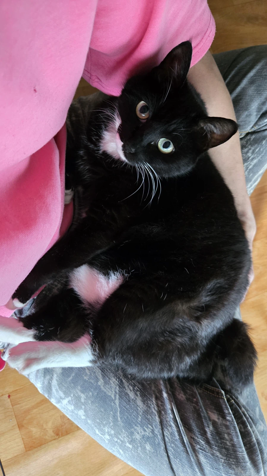 우리집 늘씬한 강아지_8.webp