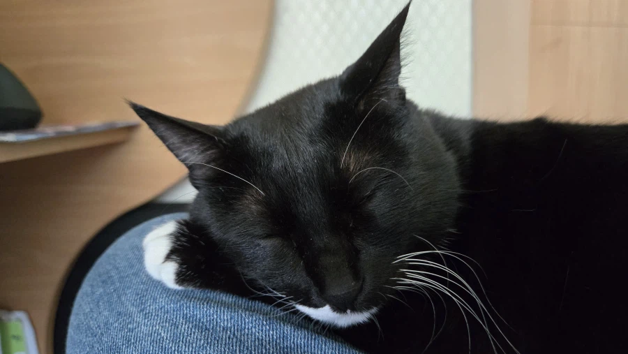 우리집 늘씬한 강아지_12.webp