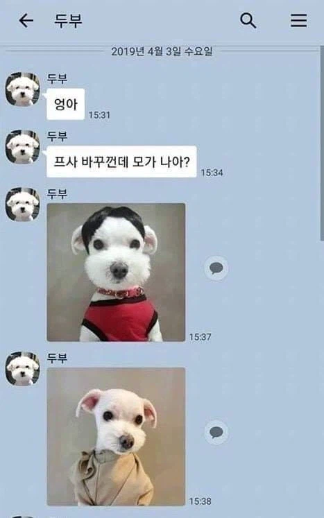댕댕이와 냥이의 온도차.jpg_1.webp